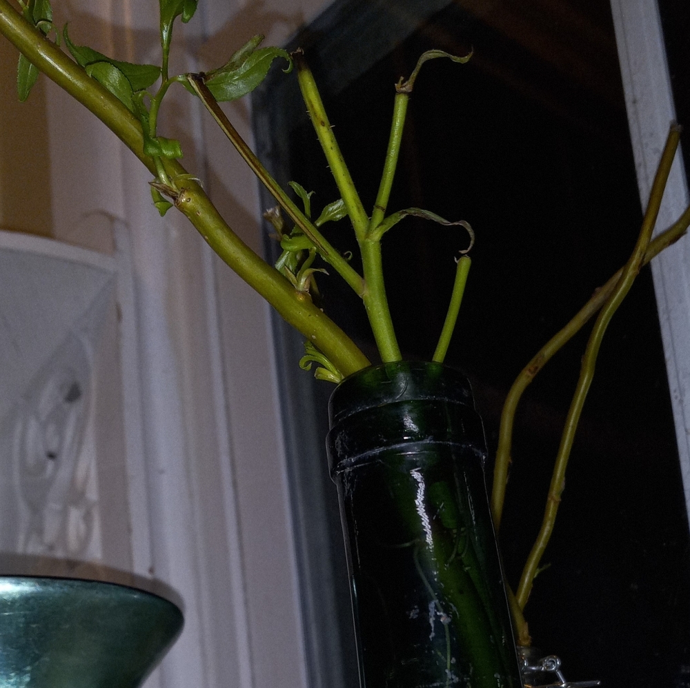 Twisted willow rooted cuttings